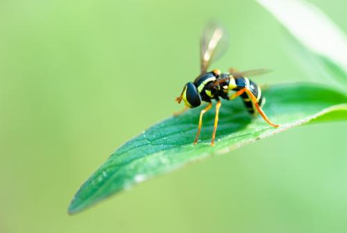 Philhelius citrofasciatum